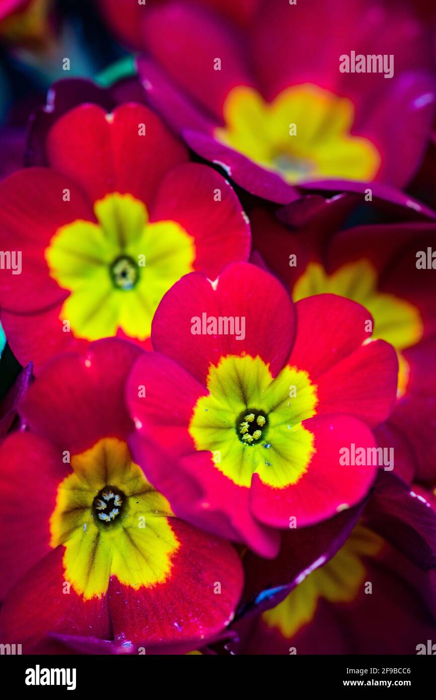 Beautiful primula flowers in a pot as a interior decoration Stock Photo