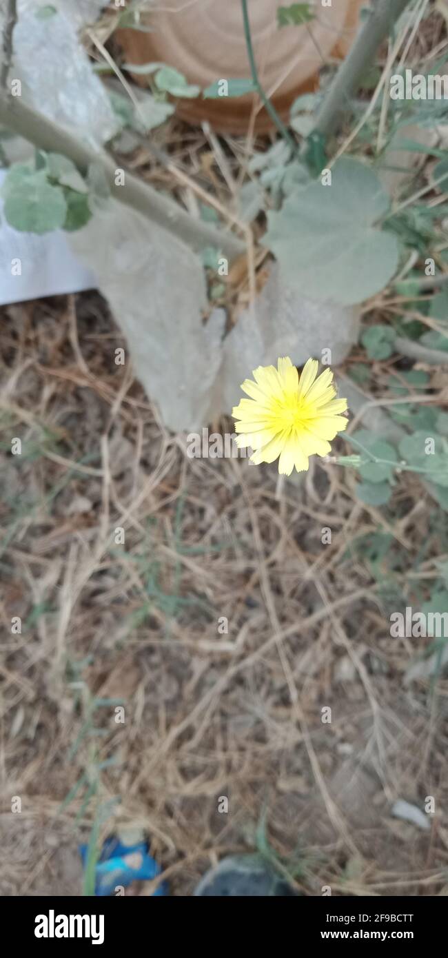 Vertical shot of yellow flower of Crepis tectorum or Narrowleaf Hawksbeard Stock Photo