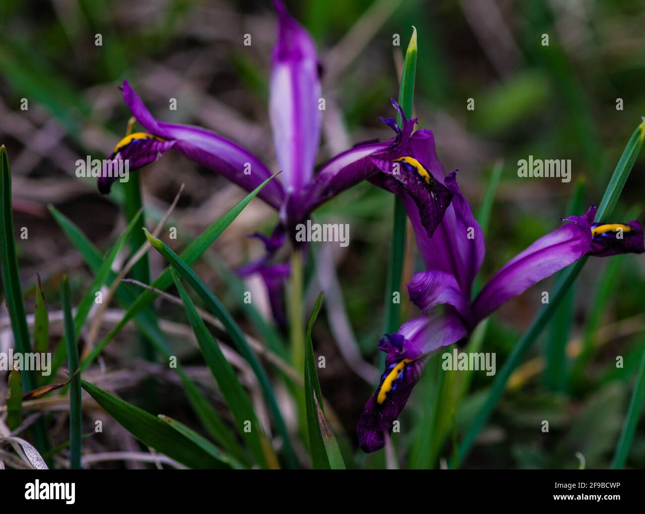 Wild iris flower in a spring meadow Stock Photo Alamy