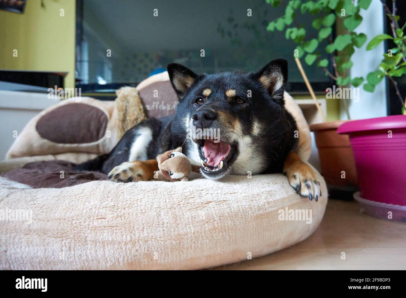 Yawning Shiba Inu dog lying on its bed Stock Photo Alamy