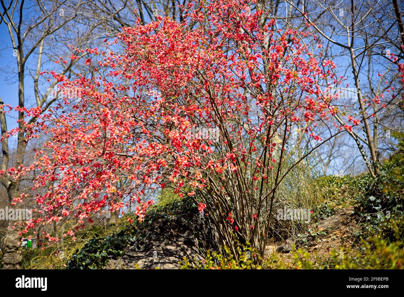 Red flowers on a tree beginning to bud on a hill with green foliage in the springtime Stock Photo