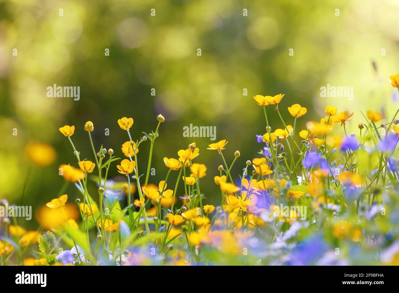 Yellow and purple flowers with the blurred background of trees. Colorful floral  desktop wallpaper a postcard. Free space for text. Spring sunny day. M  Stock Photo - Alamy, image size:1300x956