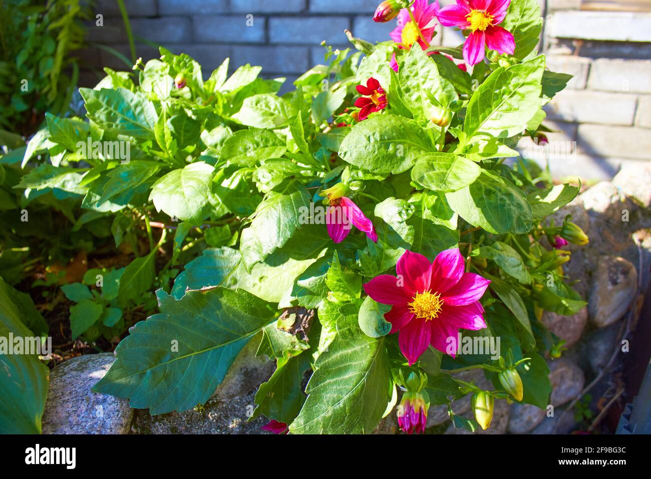 The beautiful Dahlia pinnata flower has bloomed Stock Photo