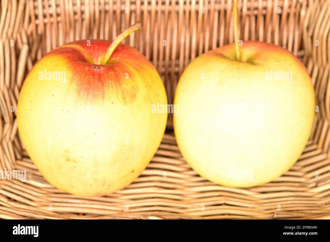 Two ripe organic, juicy, aromatic apples in a wicker basket of vines, close-up. Stock Photo