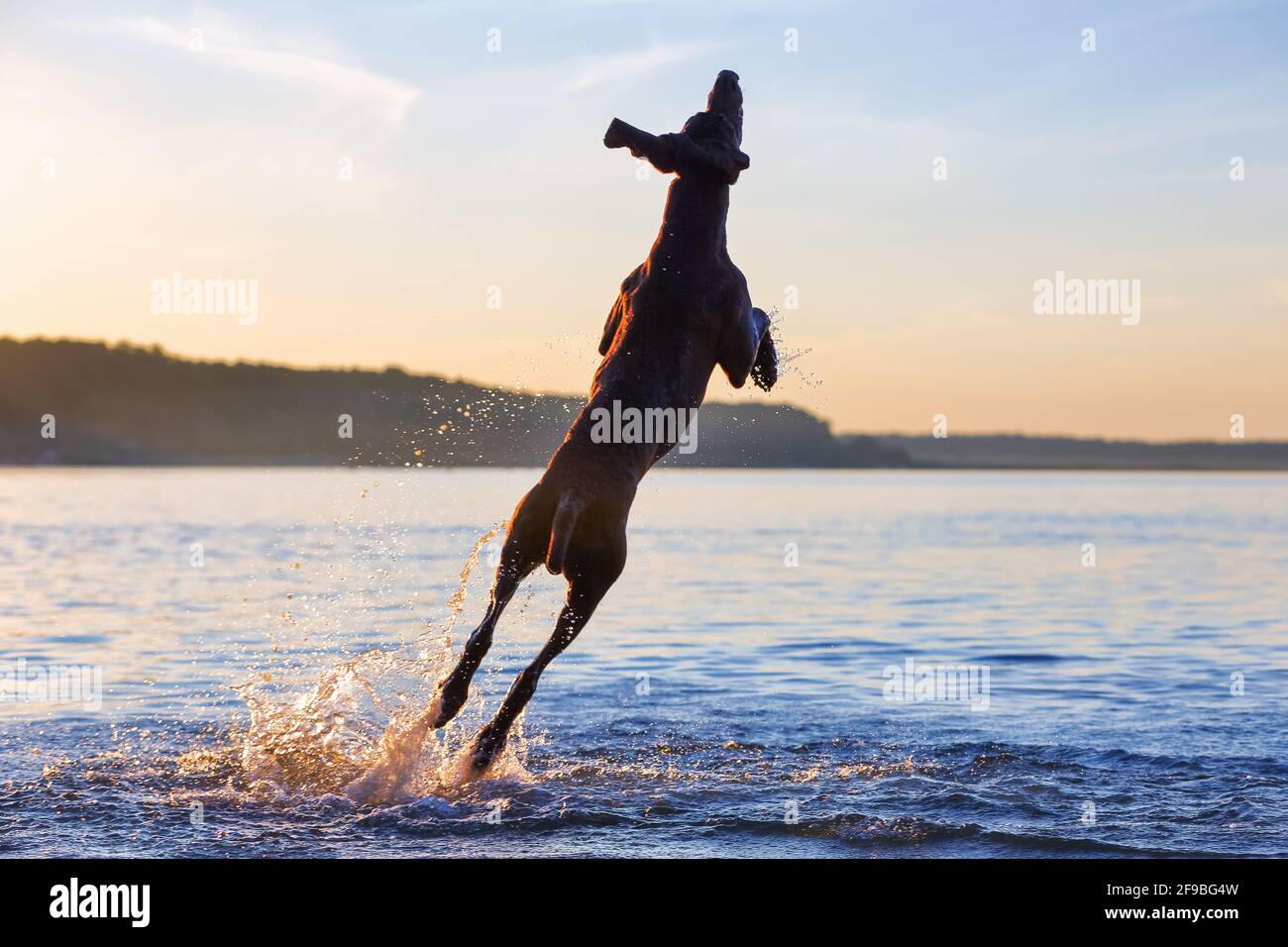Thoroughbred German shorthaired pointer. Playful funny muscle brown dog is jumping on the water splashing it around. Amazing summer sunset. Beautiful Stock Photo