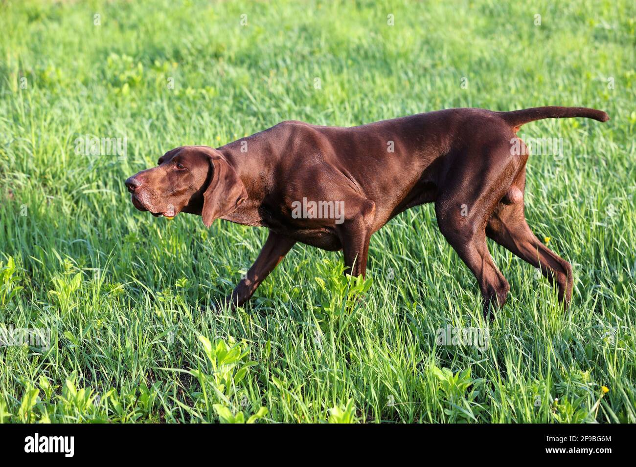 The brown hunting dog. A muscular hound, German Shorthaired Pointer, a thoroughbred, stands among the fields in the grass in the point, sniffed the sm Stock Photo