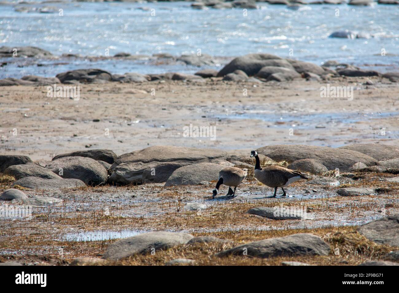 Two Canada Goose near the Saint-Lawrence river, Neuville, Canada Stock Photo