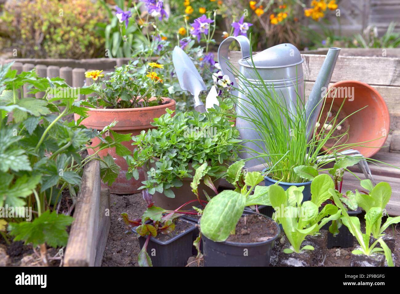 vegetable seedlings and aromatic plant with gardening equipment in a little garden Stock Photo