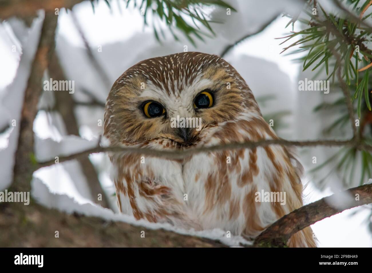 A northern saw-whet owl in a pine tree in Quebec city, Canada Stock Photo