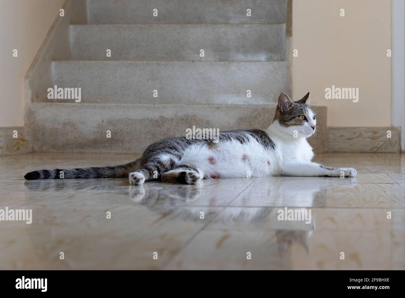 Mother cat stretching resting on a cool floor days after giving birth to four kittens (who have finally let her rest for a minute while they sleep) Stock Photo