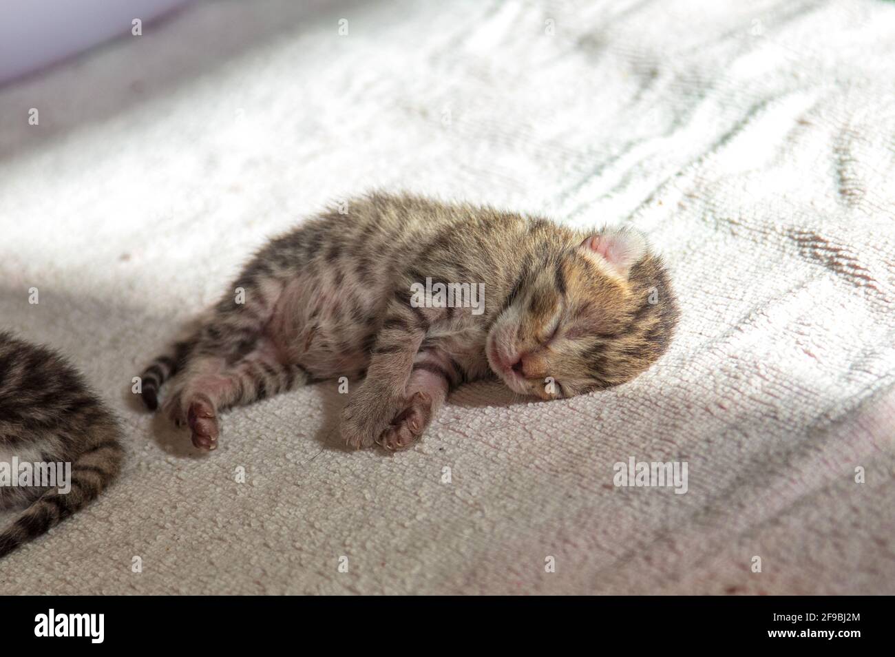 Newborn kitten napping in the sun with a belly full of milk Stock Photo
