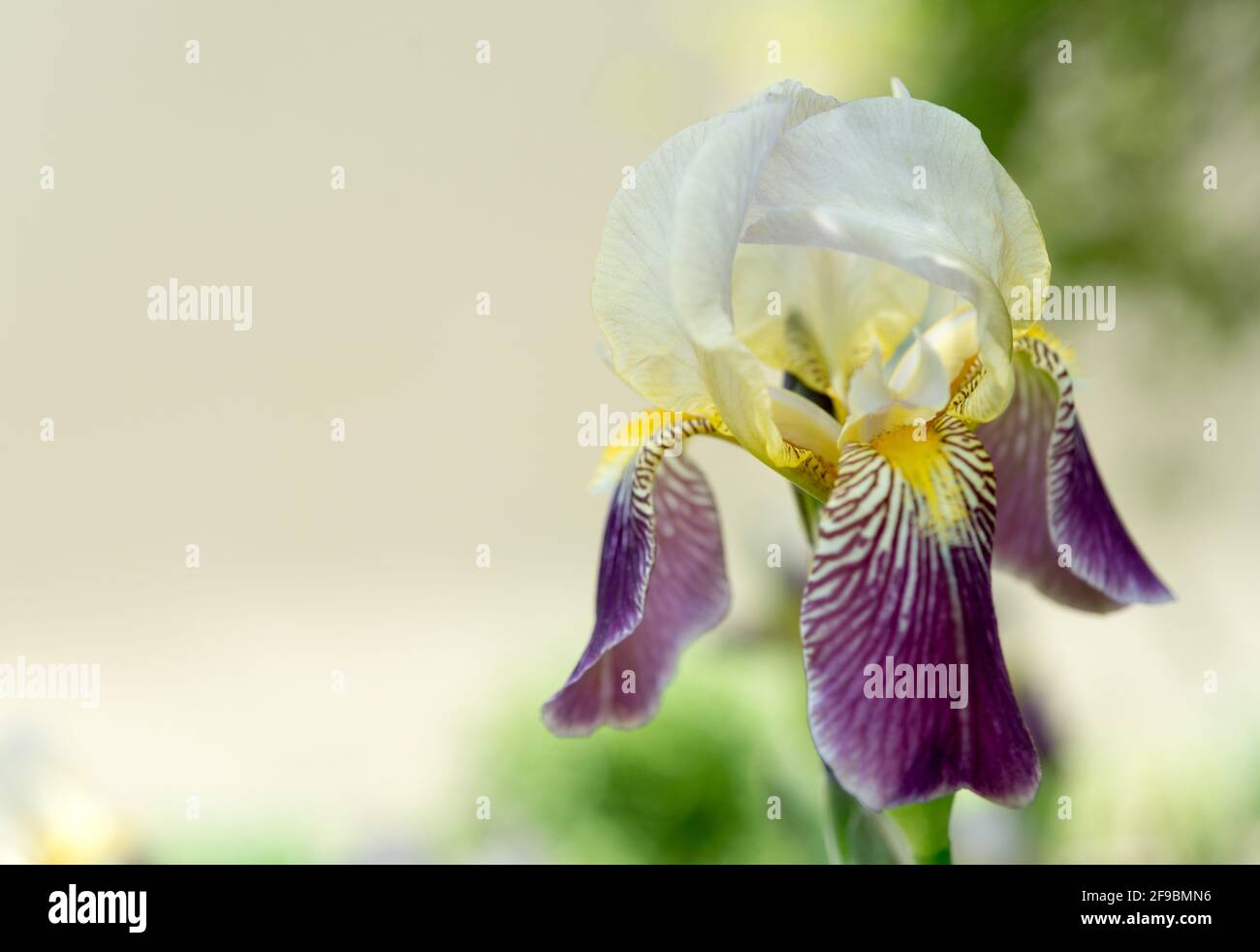simple, isolated purple and yellow iris against a neutral beige background Stock Photo