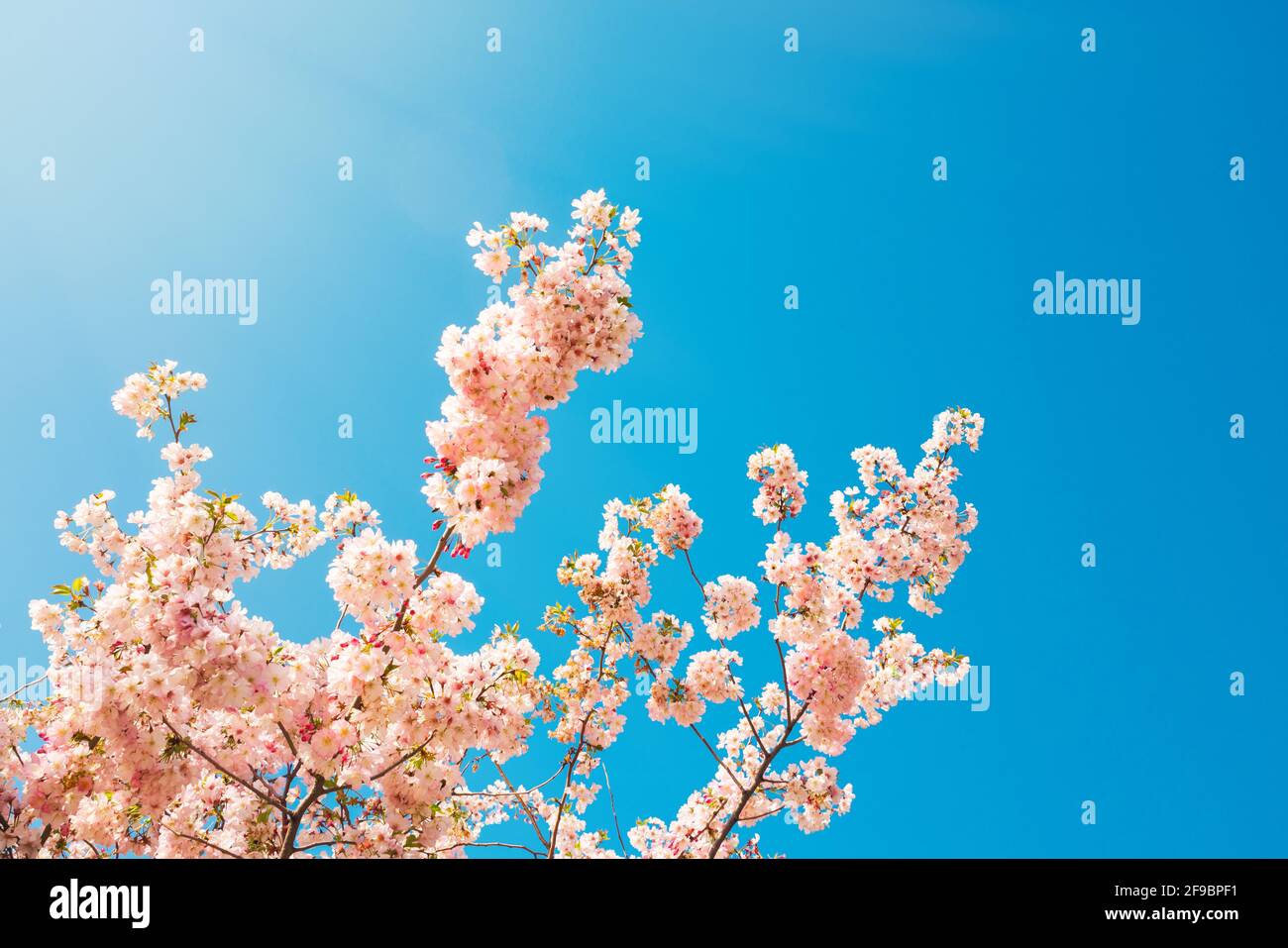 Blooming sakura tree on blue sky background Stock Photo - Alamy