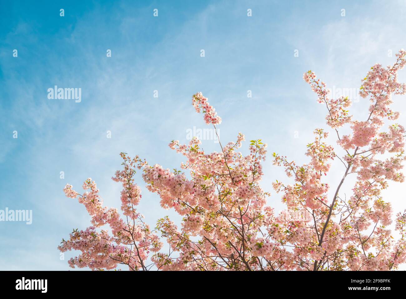 Blooming sakura tree on blue sky background Stock Photo - Alamy