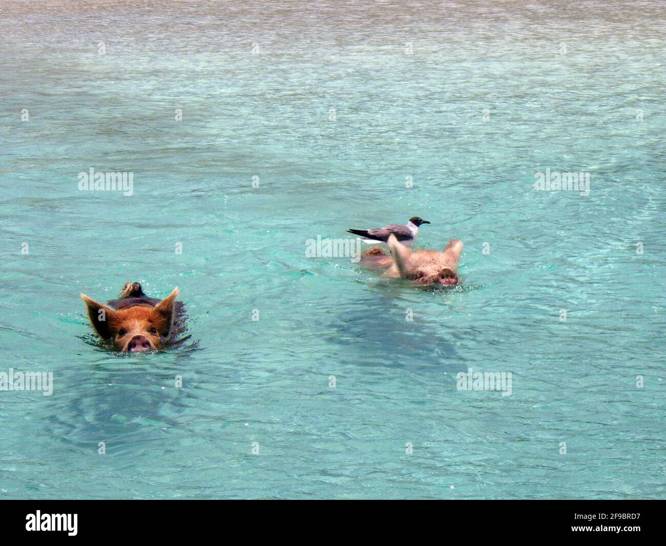 Scenic view of two pigs swimming in water in Exuma Island, Bahamas ...