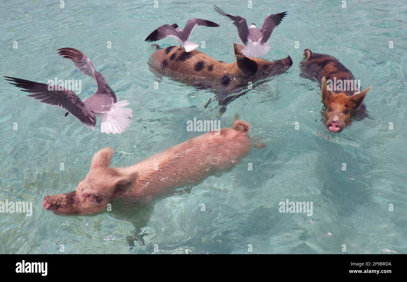 Scenic view of several pigs swimming in water in Exuma Island, Bahamas Stock Photo