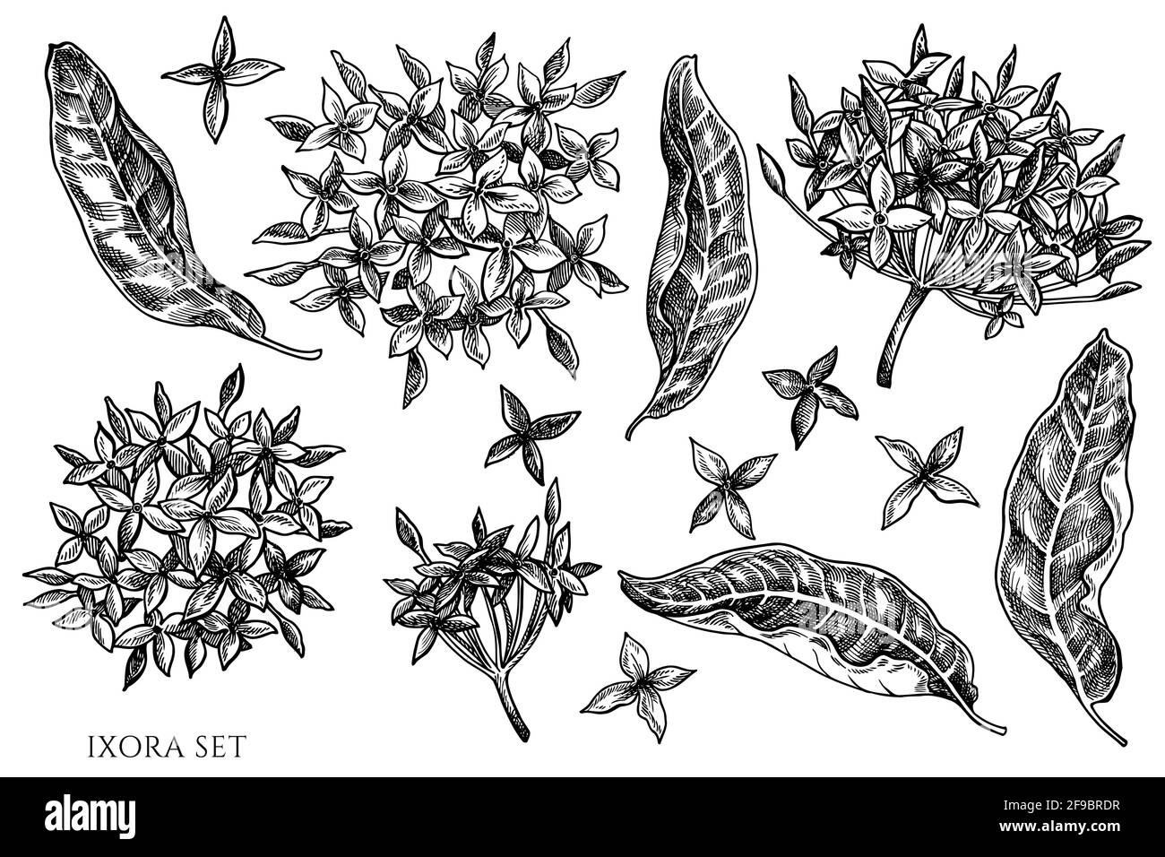 Vector set of hand drawn black and white ixora Stock Vector