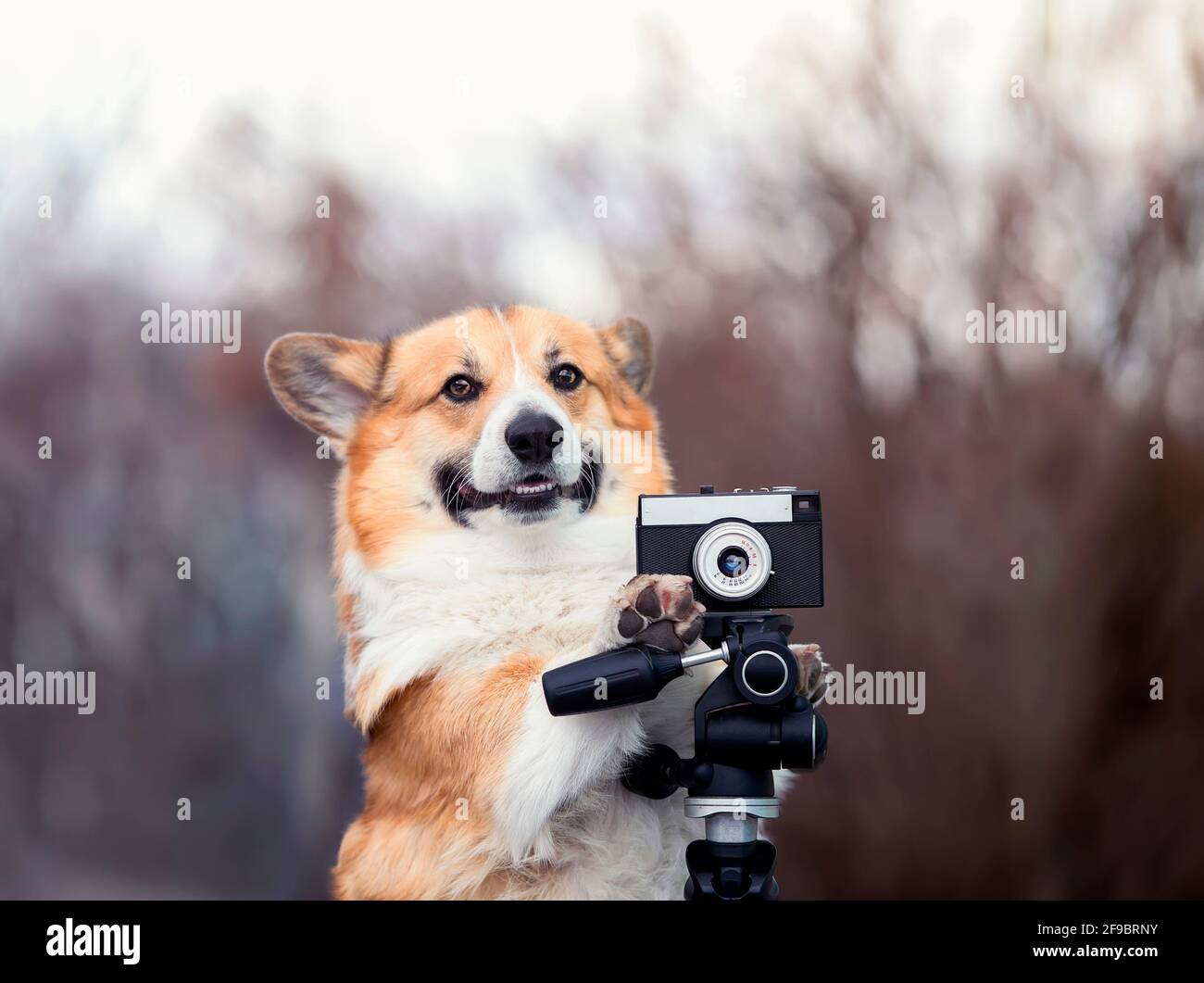 funny corgi dog puppy stands in the garden and take pictures on an old photo camera Stock Photo