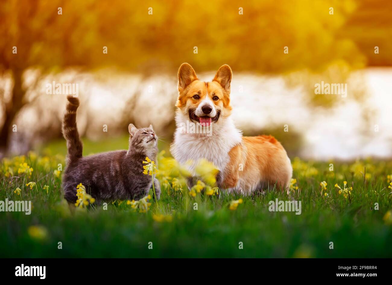 cute fluffy friends a corgi dog and a tabby cat sit together in a sunny spring meadow Stock Photo