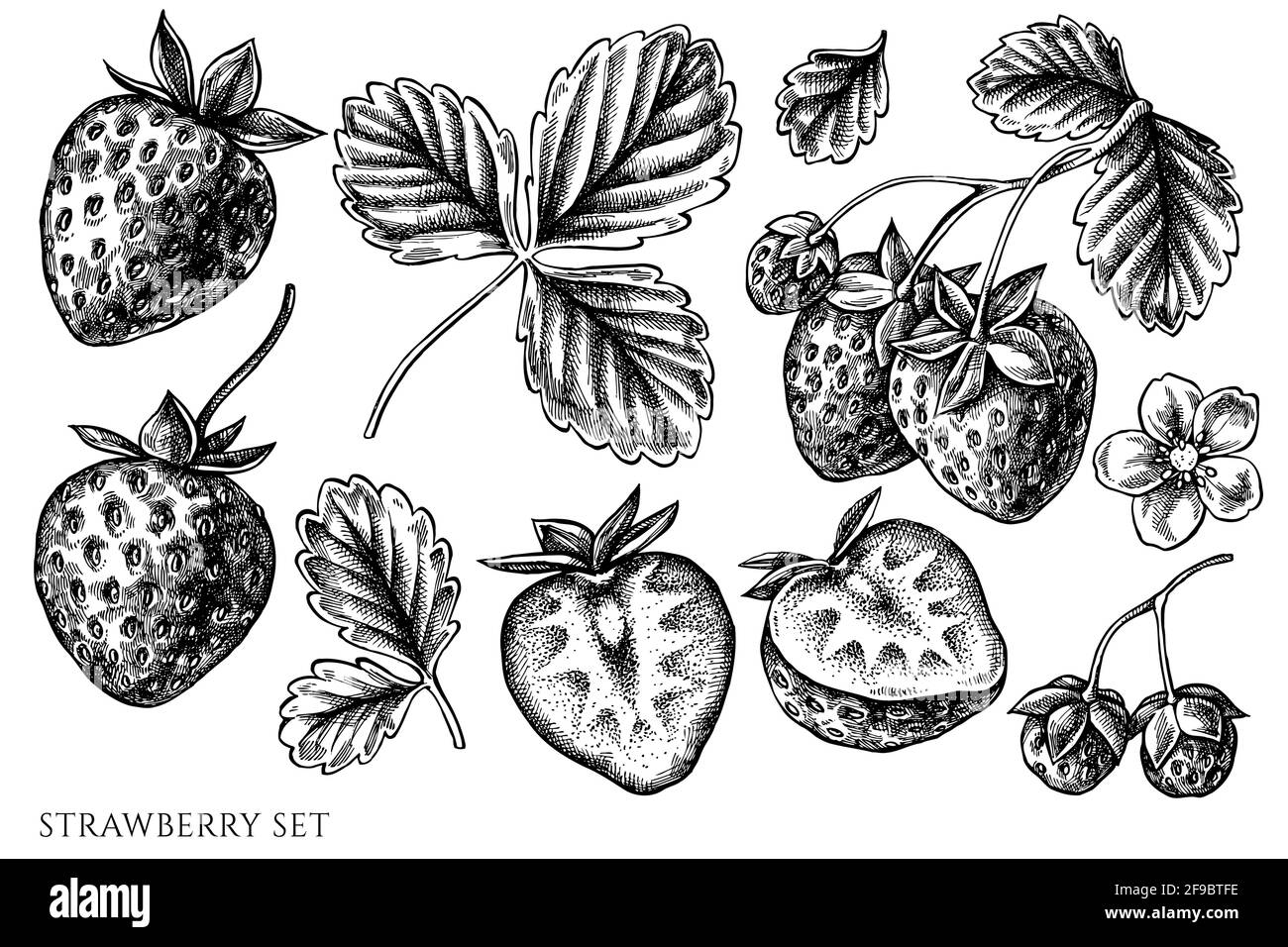 Vector set of hand drawn black and white strawberry Stock Vector Image