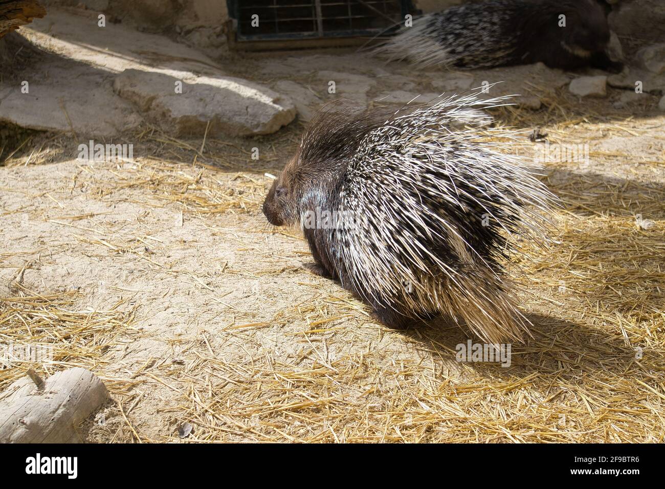 porcupine in a natural park and animal reserve, located in the Sierra de Aitana, Alicante, Spain. rodent Stock Photo