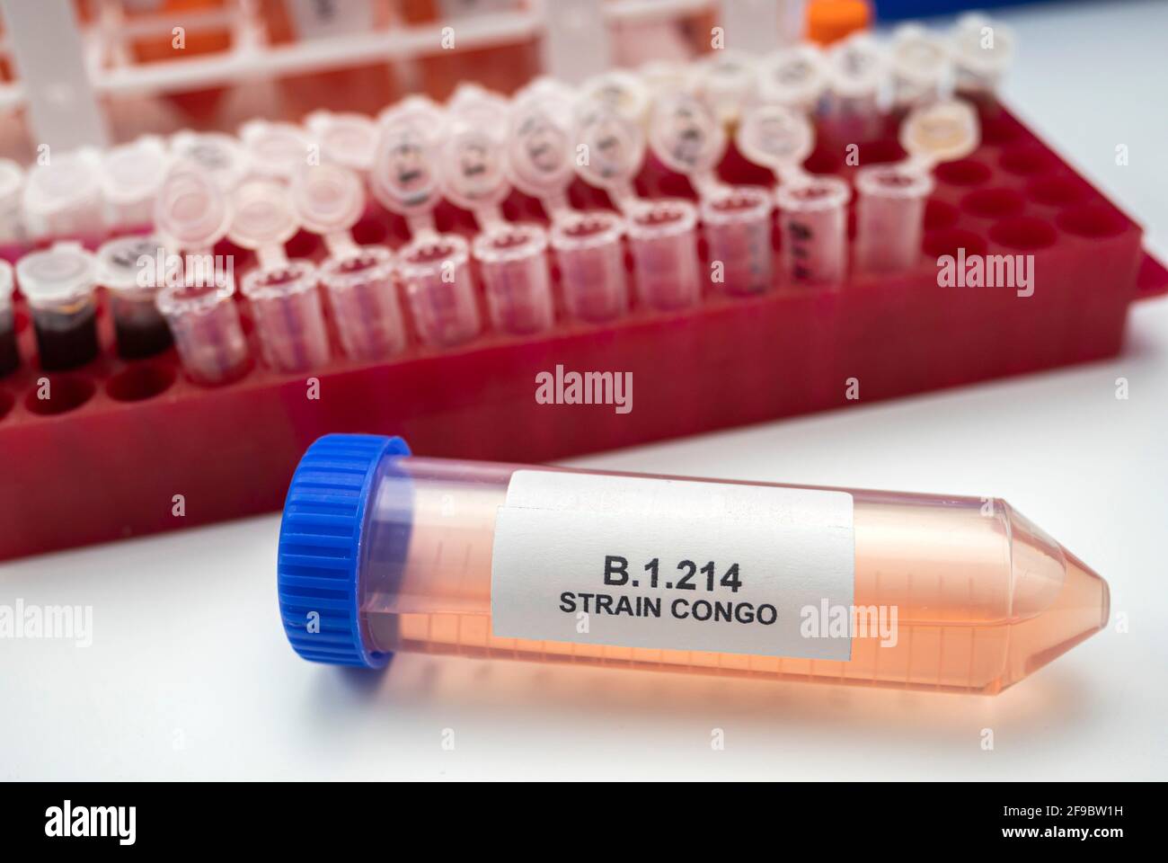 Laboratory analysis of a new Sars-Cov-2 mutation in Belgium from Congo, known as Spike Insertion (SI) whose scientific name is B.1.214, conceptual ima Stock Photo