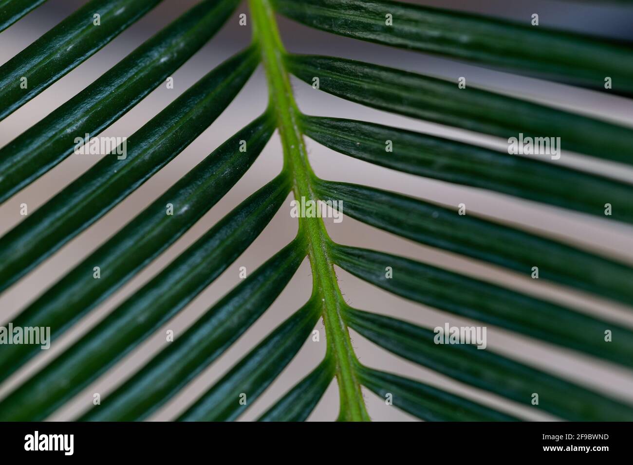 Closeup of green palm leaves Stock Photo - Alamy