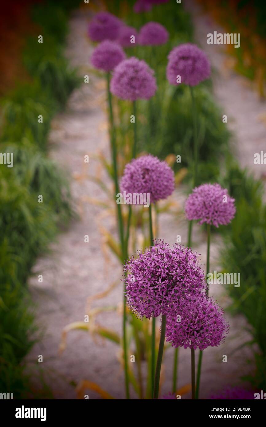 Flowers and Plants UK Stock Photo Alamy
