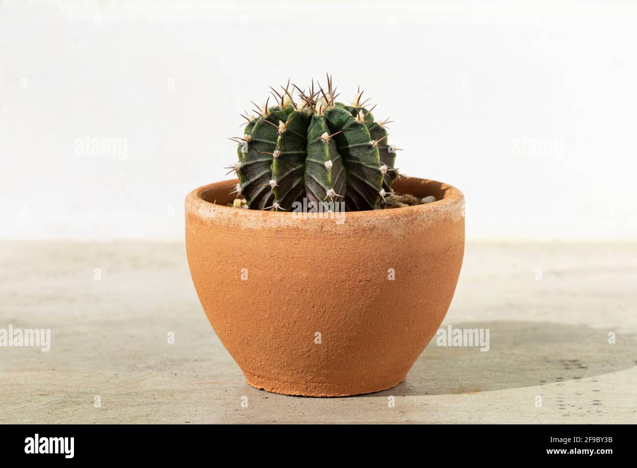Cactus in terracotta pot on the cement table background Stock Photo - Alamy