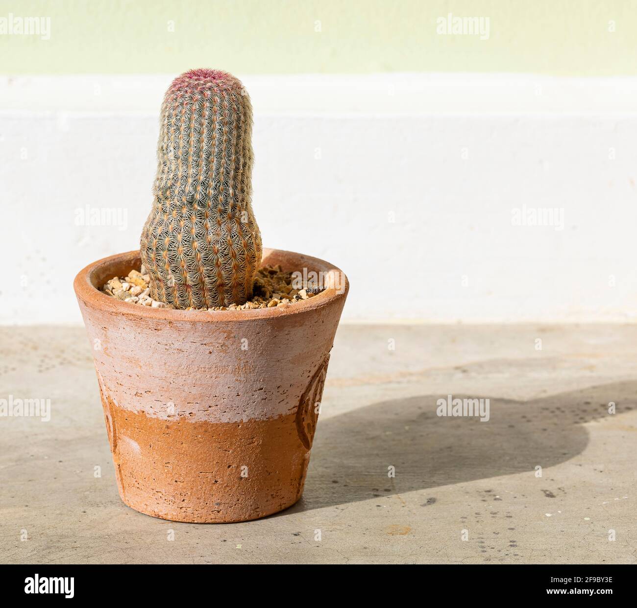 Cactus in terracotta pot on the cement table background Stock Photo - Alamy