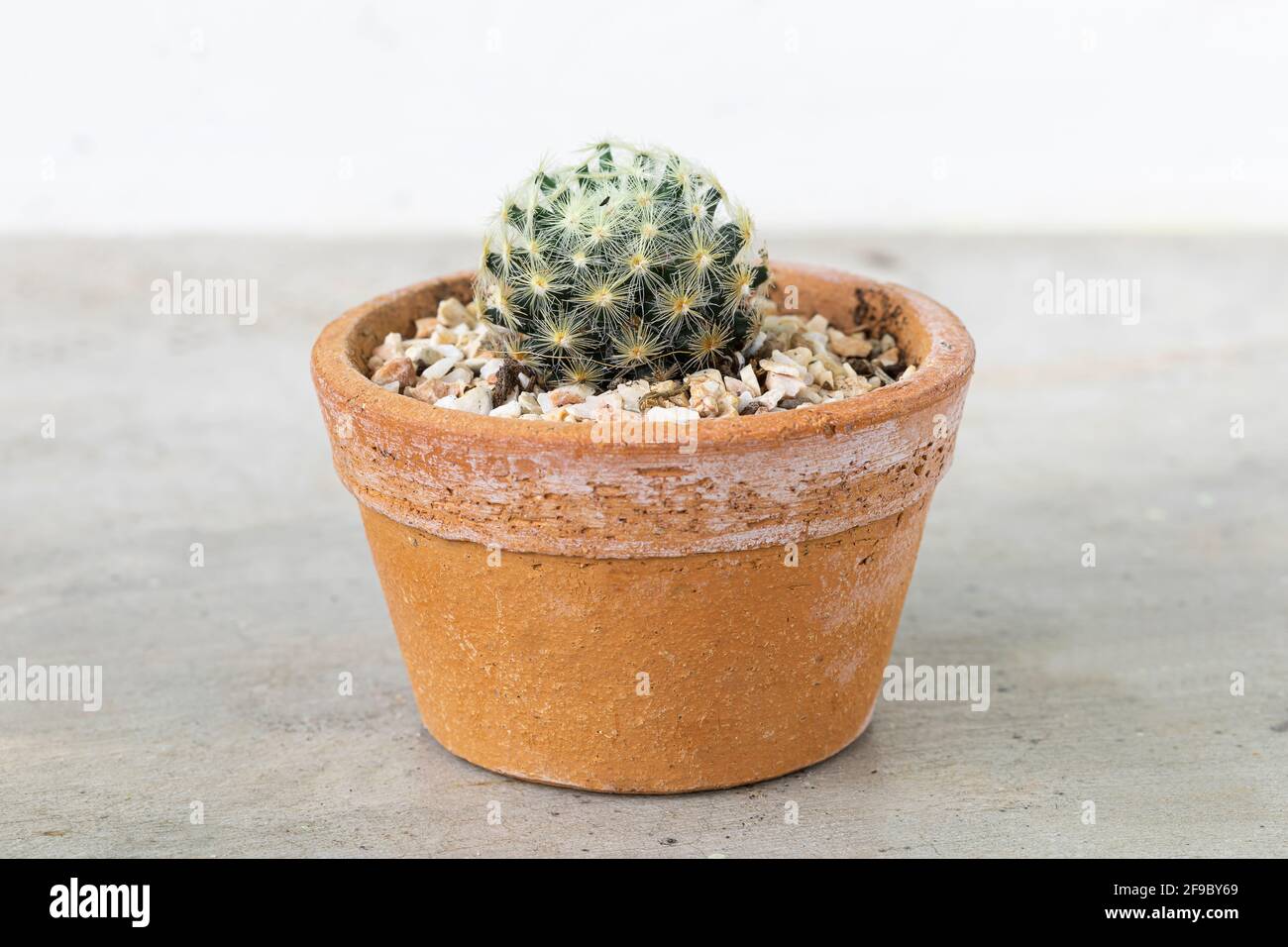 Cactus in terracotta pot on the cement table background Stock Photo - Alamy