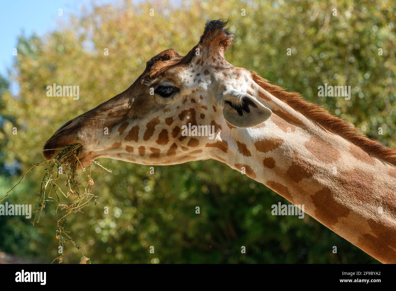 Kordofan's giraffe in captivity at the Sables Zoo in Sables d'Olonne in France. Stock Photo