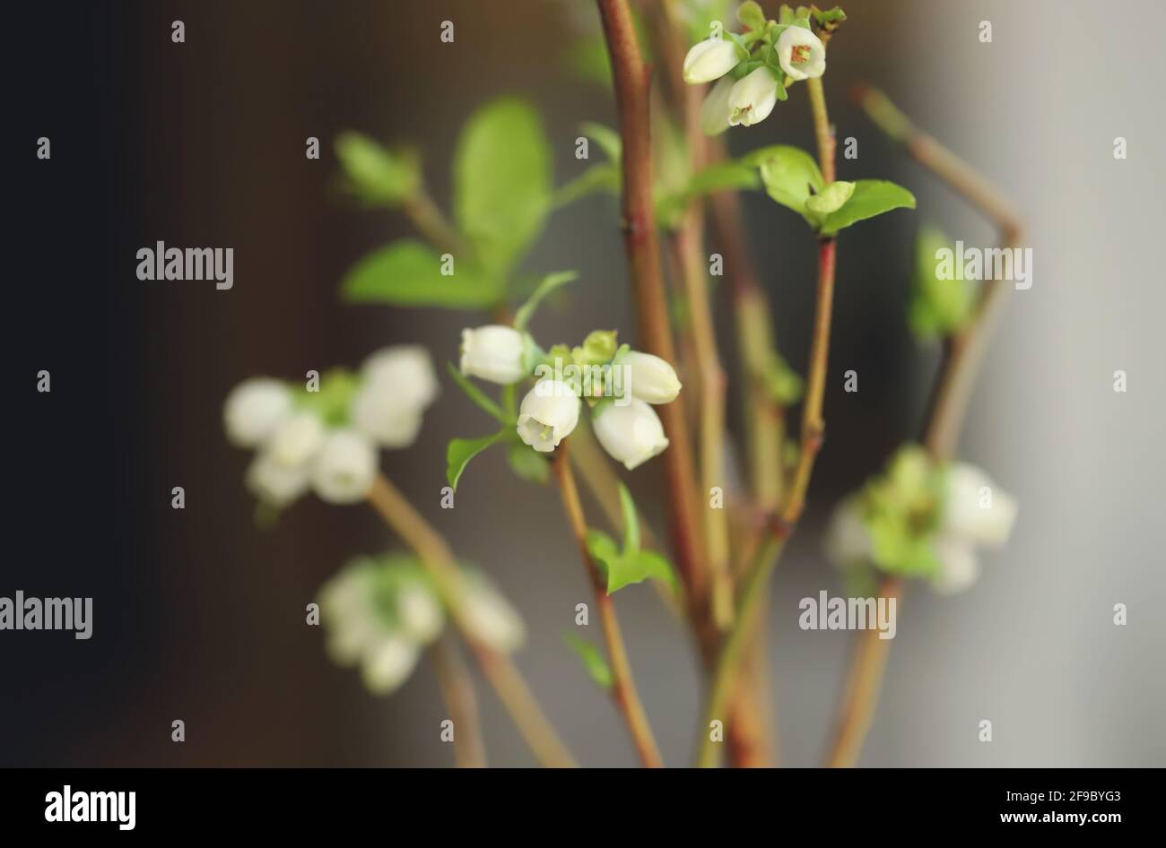 Blueberry buds of a plant Stock Photo Alamy
