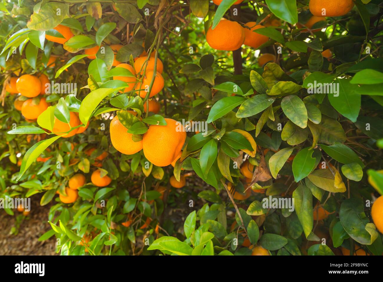 Organic mandarins hires stock photography and images Alamy