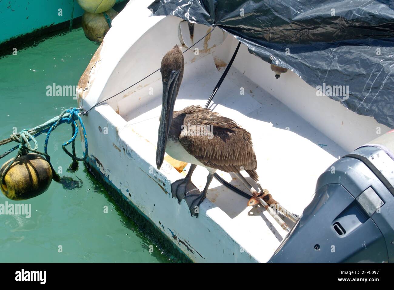 Pelican on a fishing boat hi-res stock photography and images - Alamy