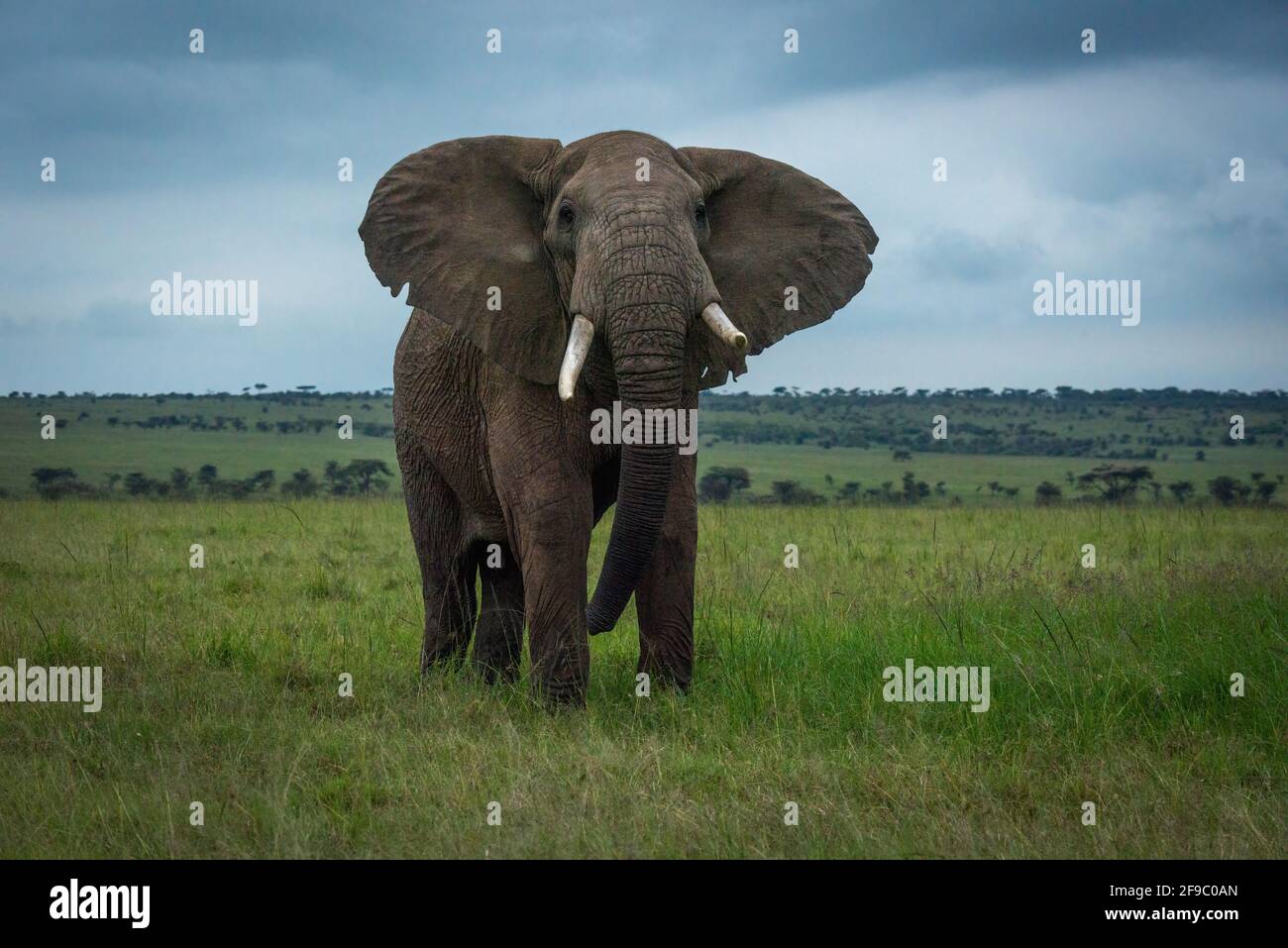 African bush elephant stands in grassy plain Stock Photo - Alamy