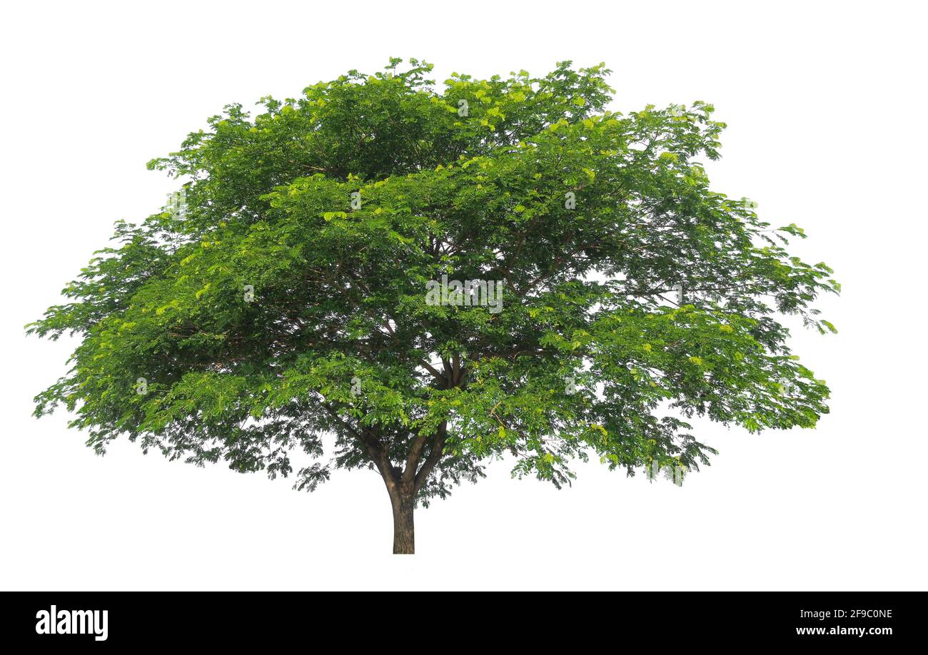 isolated big tree on white background with clipping path Stock Photo