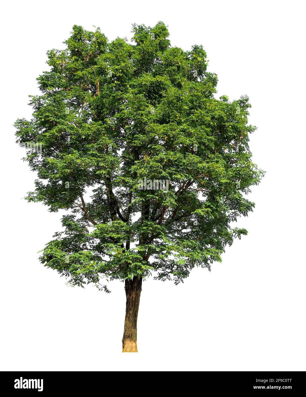 isolated big tree on white background with clipping path Stock Photo