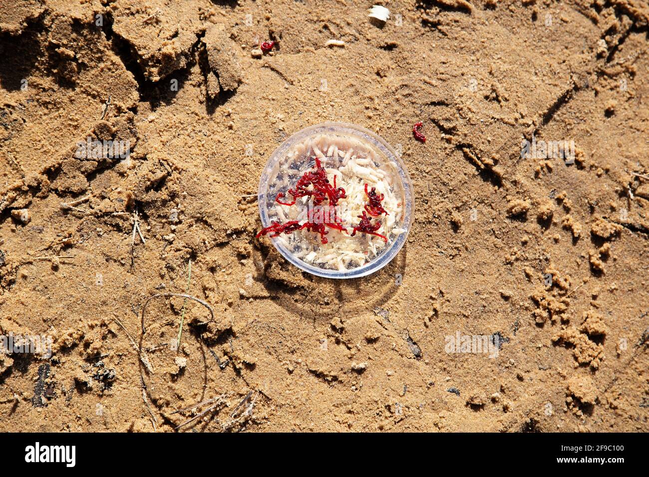 Moth and maggot for fishing in a jar on the sand Stock Photo