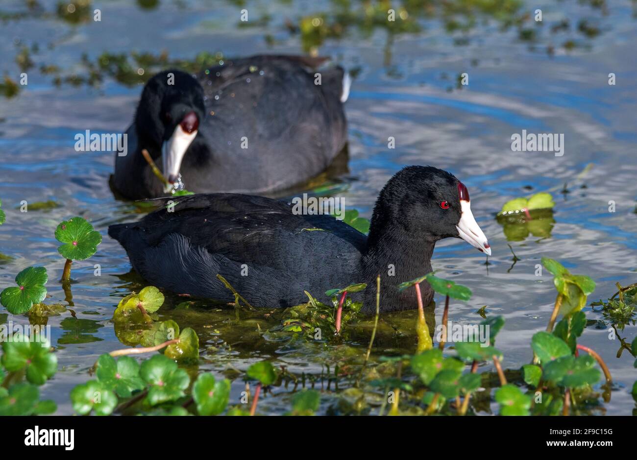 American coot, aka mud duck, swimming and feeding Stock Photo Alamy