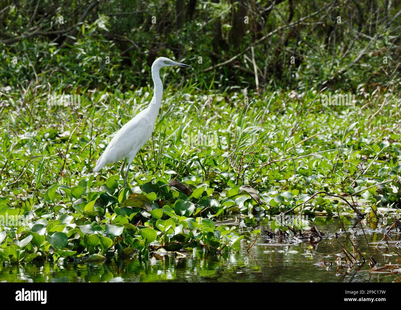 Reddish egret white morph, Egretta rufescens, large bird, wildlife, nature, animal, wetlands, Lake Kissimmee State Park, Florida, Lake Wales, FL, spr Stock Photo