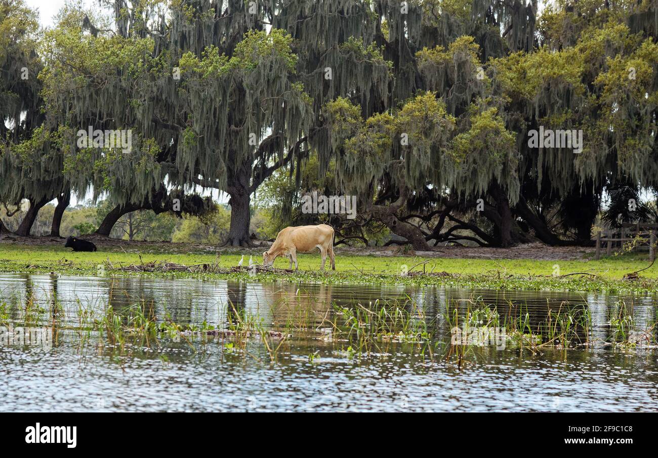 farm scene, cattle, water, rural, domestic animals, livestock, Cattle