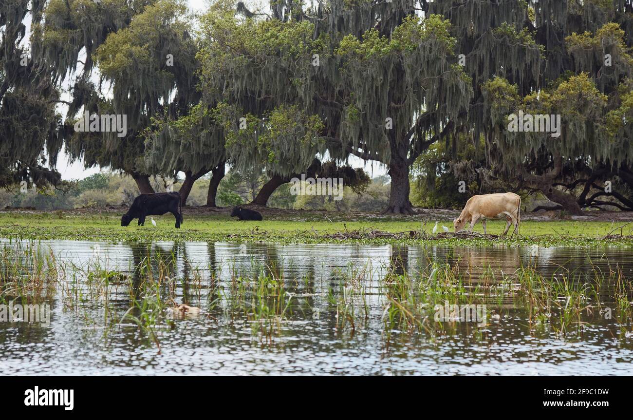 farm scene, cattle, water, rural, domestic animals, livestock, Cattle