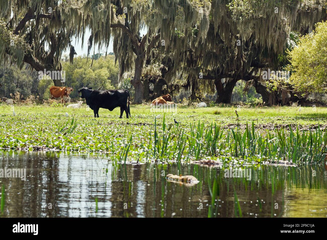 farm scene, cattle, water, rural, domestic animals, livestock, peaceful