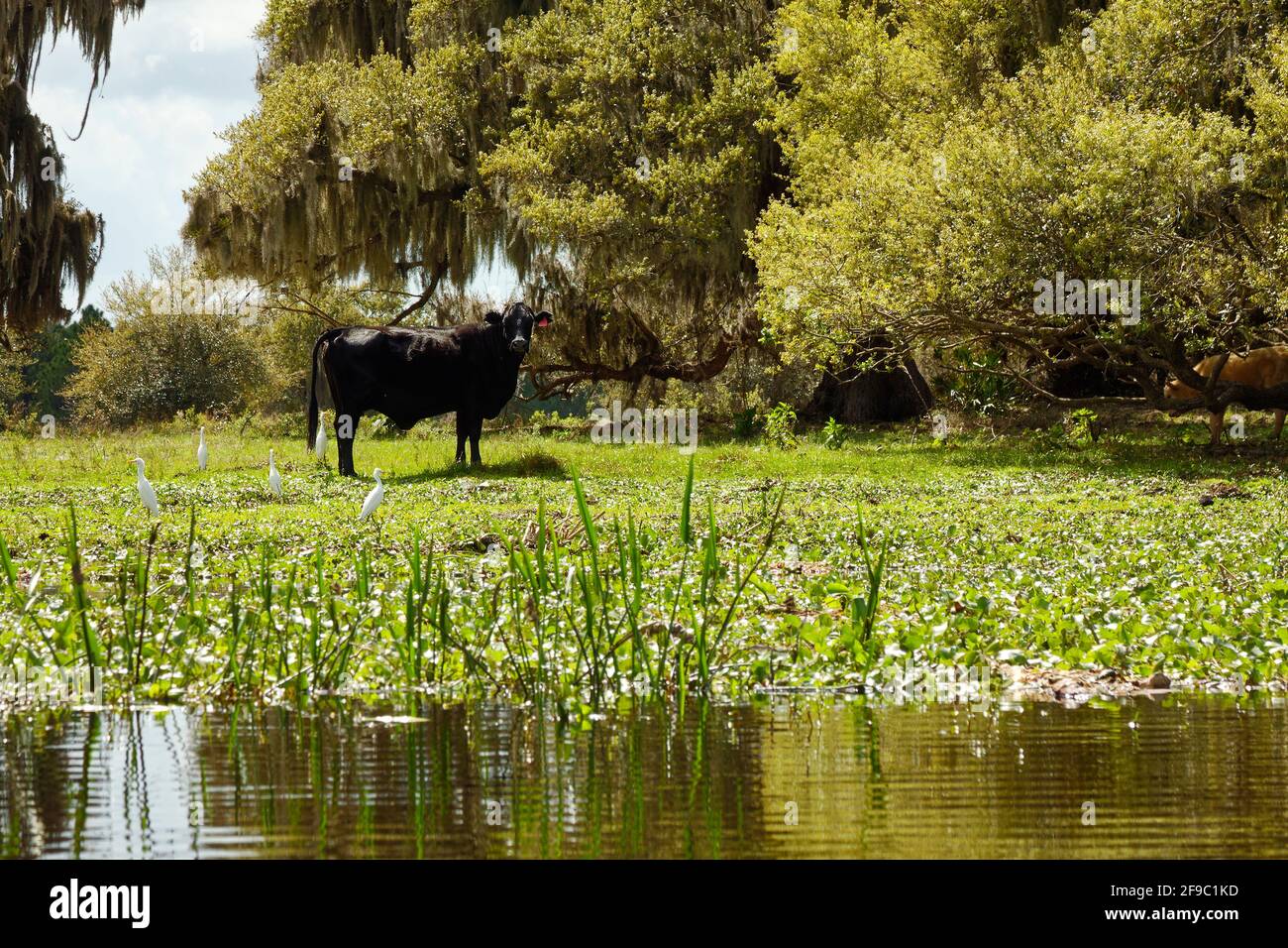 farm scene, black steer, water, rural, domestic animals, livestock