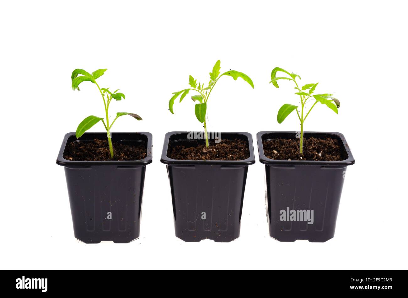 Plastic containers with young green growing seedlings of tomatoes