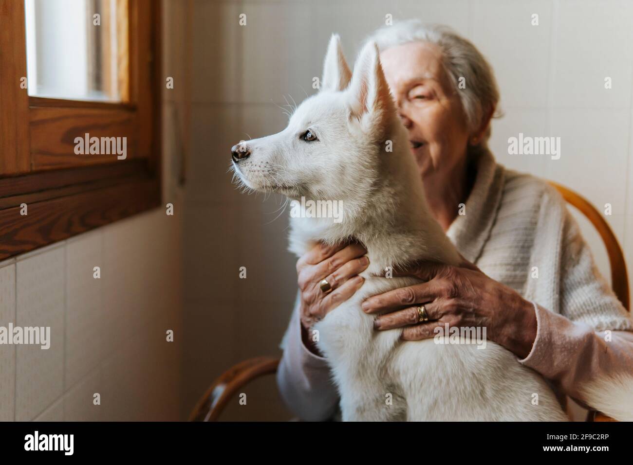 Elderly woman tenderly hugs her white Siberian husky puppy dog Stock Photo