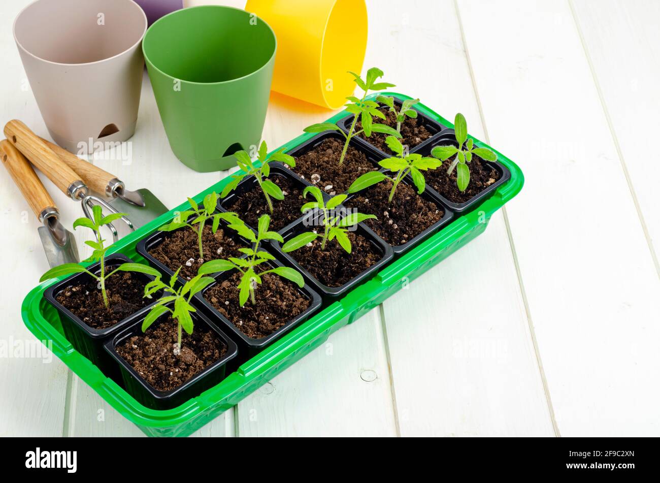 Spring growing vegetable seedlings in container, organic farming concept. Studio Photo Stock