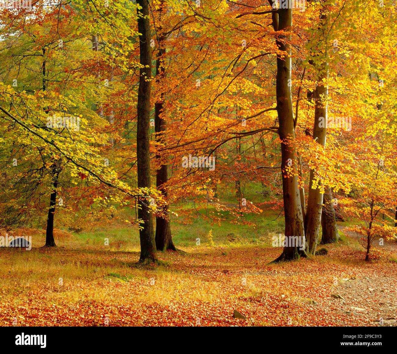 UK, England, Cumbria, Lake District National Park, Grasmere forest walk, autumn Stock Photo Alamy