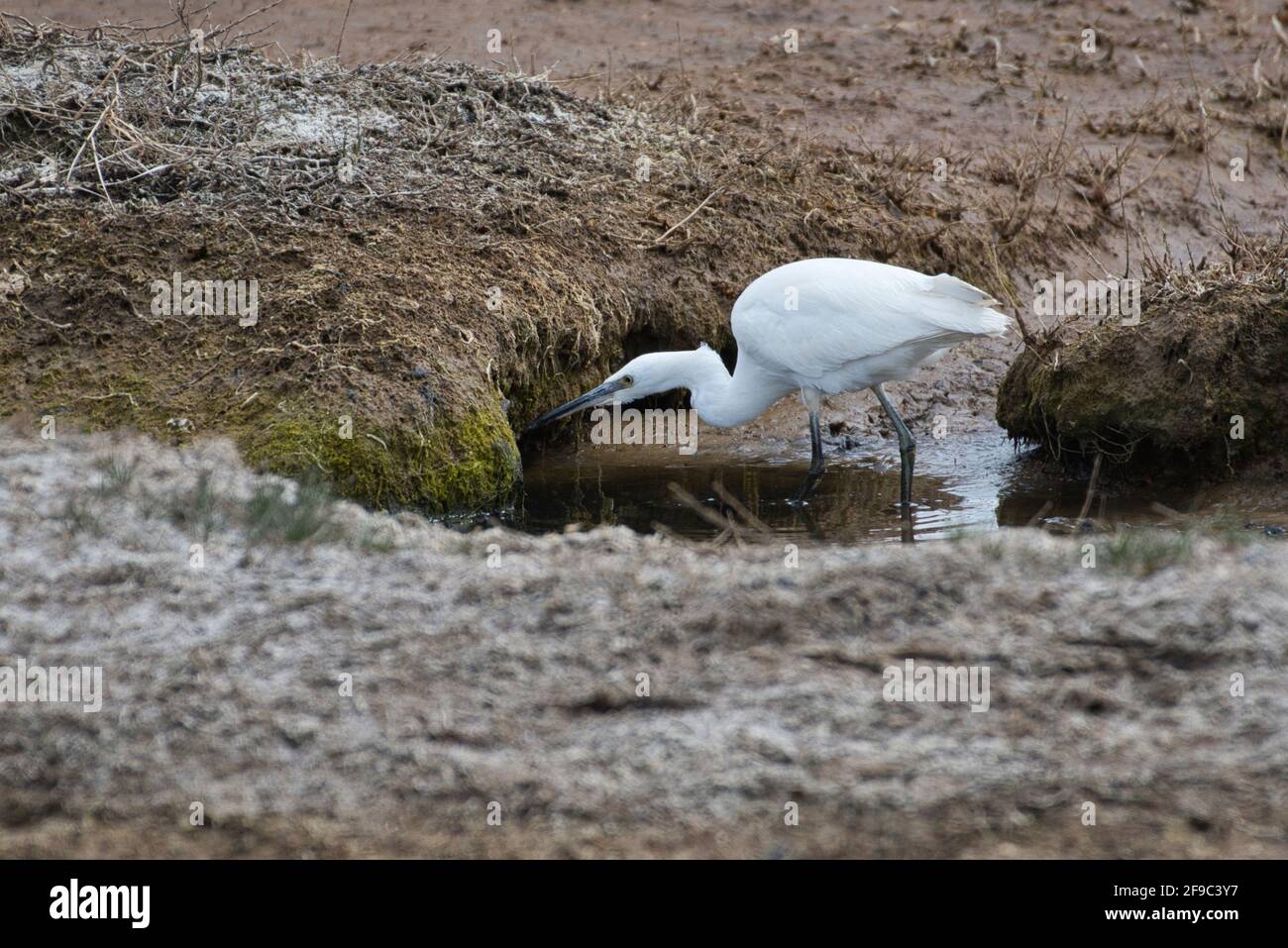 Little egret (Egretta garzetta) foraging on tidal mudflats Stock Photo
